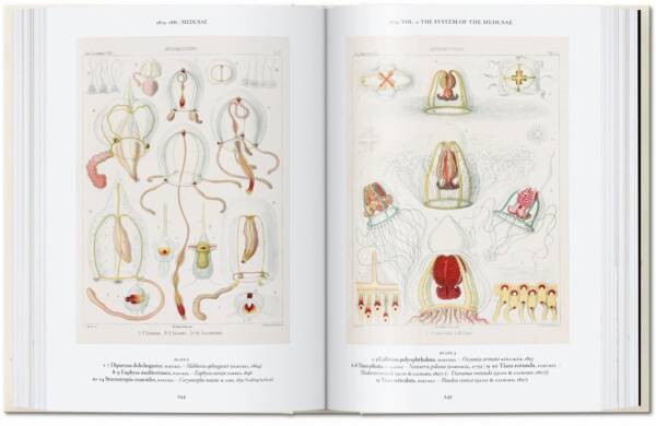 Art and Science of Ernst Haeckel (40th Ed) - Image 5