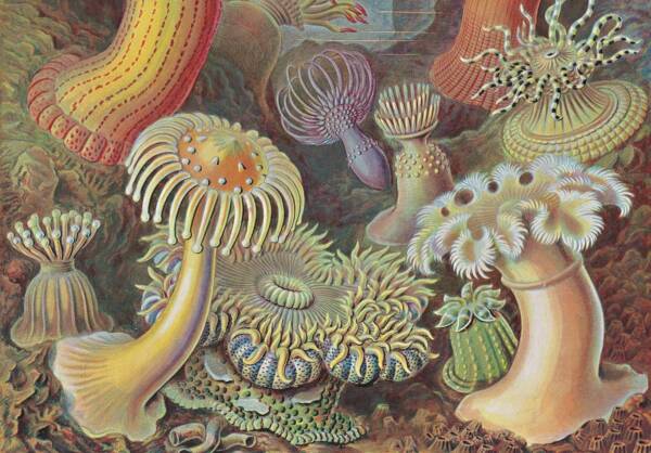 Art and Science of Ernst Haeckel (40th Ed) - Image 8