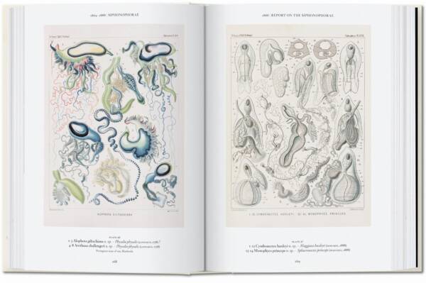 Art and Science of Ernst Haeckel (40th Ed) - Image 6