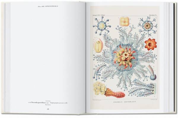 Art and Science of Ernst Haeckel (40th Ed) - Image 7