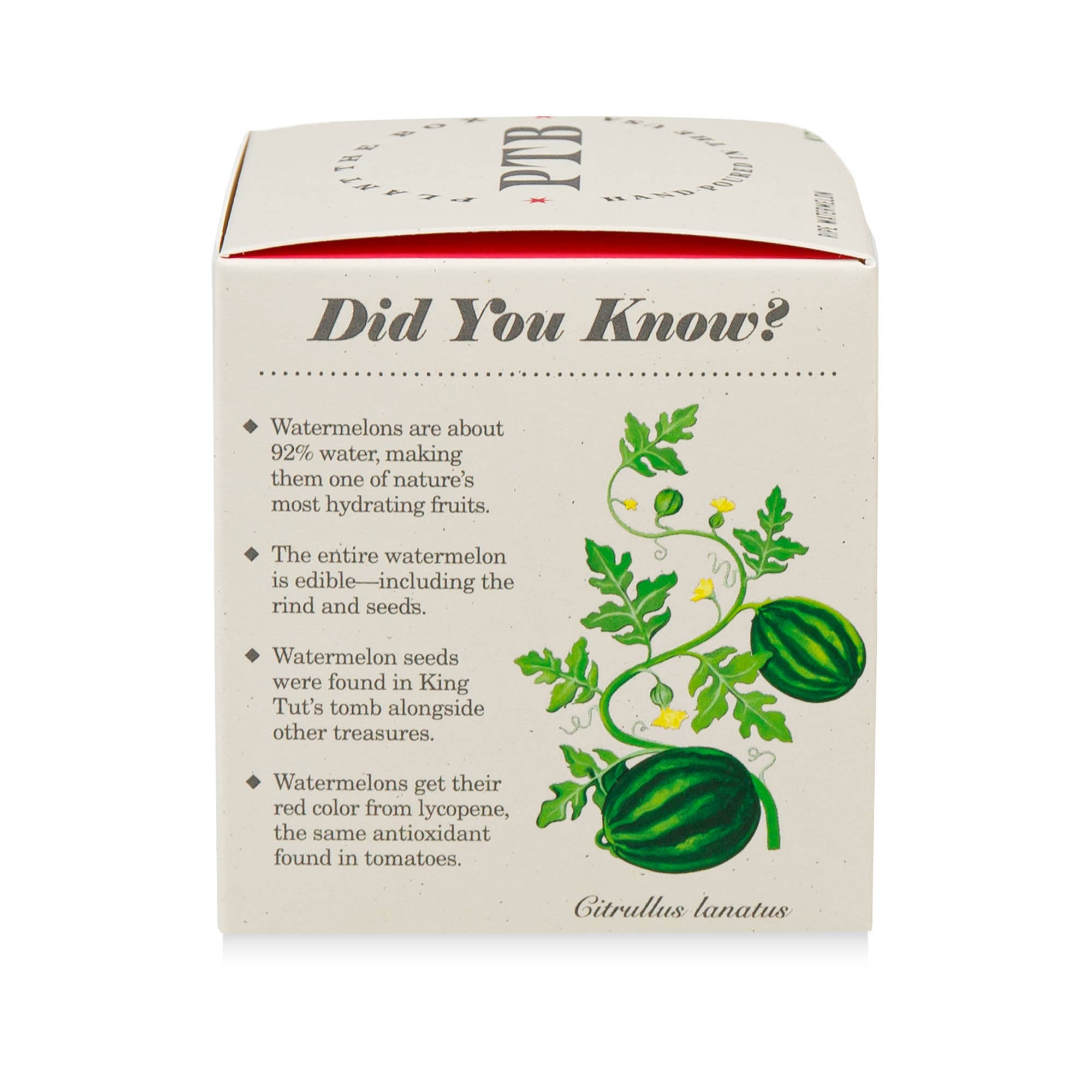 Ripe Watermelon - Plant the Box Candle - 9oz. - Image 3